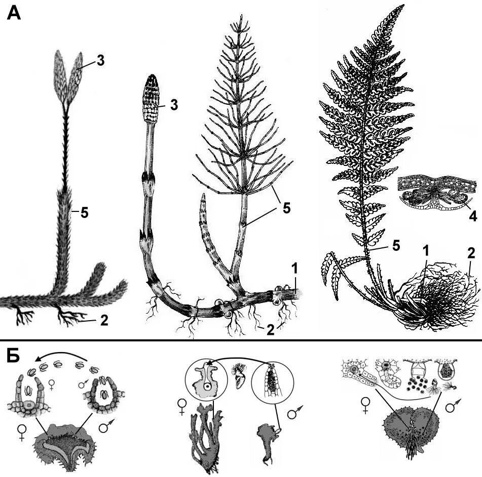 Спорофит листостебельных мхов. Плауны хвощи папоротники. Строение плаунов хвощей и папоротников. Папоротники хвощи плауны строение. Папоротниковидные Хвощевидные.