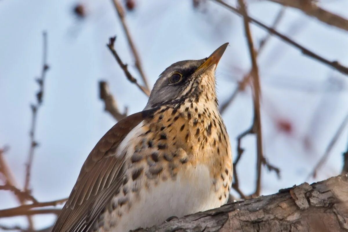 Рябинник (turdus pilaris. Лесные птицы Омской области. Дрозды в Тюменской области. Дрозды Татарстана.