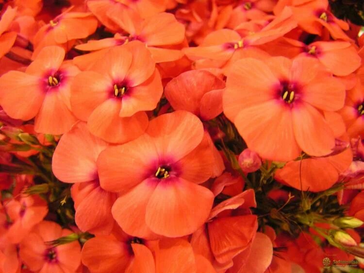 Флокс метельчатый оранж перфекшн. Флокс метельчатый оранж перфекшн. Флокс оранж перфекшн. Флокс orange perfection. Флокс метельчатый 'orange perfection'.