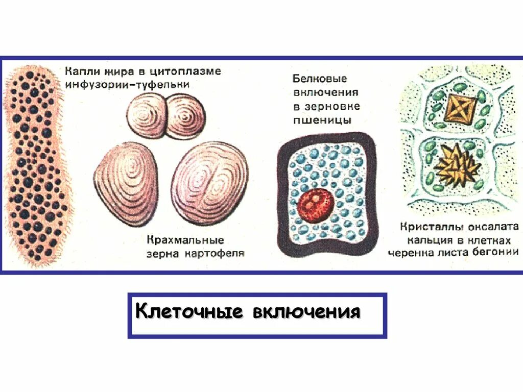 Клеточные включения строение. Включения клетки строение и функции. Клеточные включения строение и функции. Клеточные включения строение кратко. Включений и т д