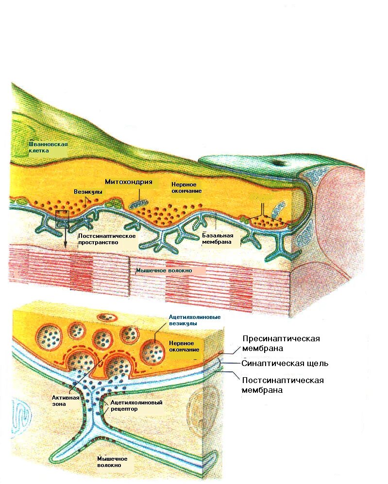 Базальная мембрана кожи. Базальная мембрана синапс. Базальная мембрана мышц. Разрыв базальной мембраны.