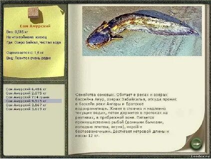 Реальная рыбалка сом
