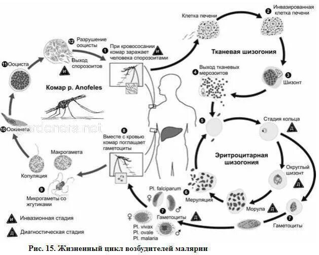 Жизненный цикл возбудителя. Жизненный цикл малярии схема. Схема жизненного цикла возбудителей малярии. Цикл малярийного плазмодия схема. Жизненный цикл малярийного плазмодия схема.