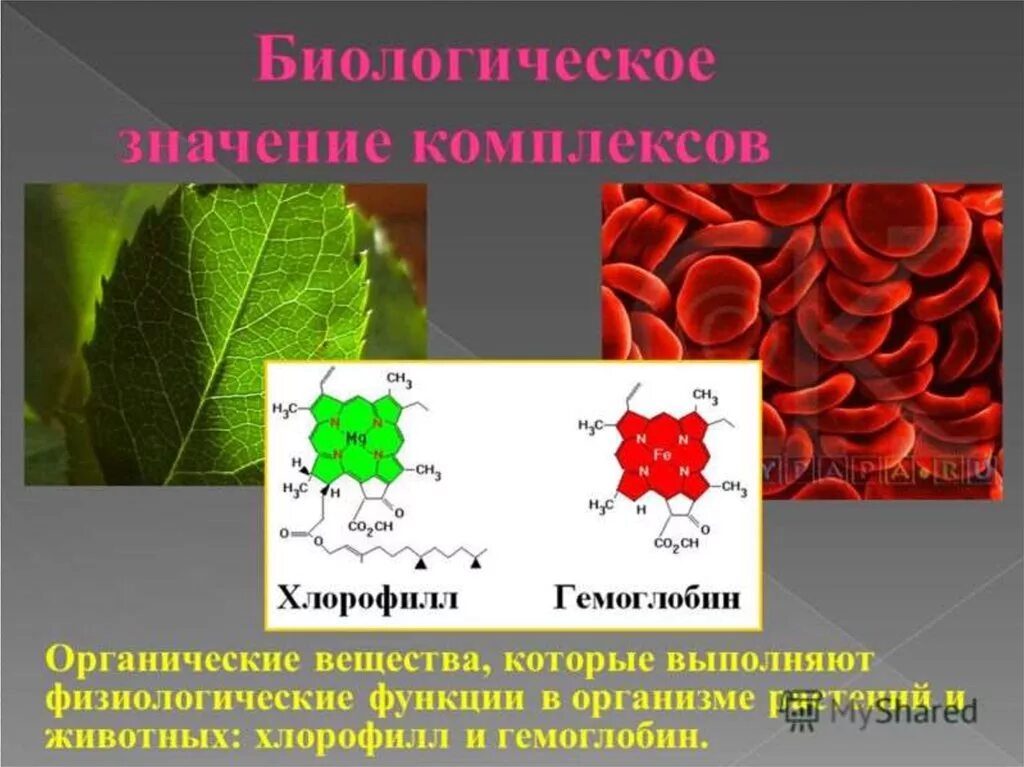 Биологические соединения в организме. Гемоглобин хлорофилл комплексные соединения. Гемоглобин и хлорофилл структура. Строение гемоглобина и хлорофилла. Молекула хлорофилла и гемоглобина.