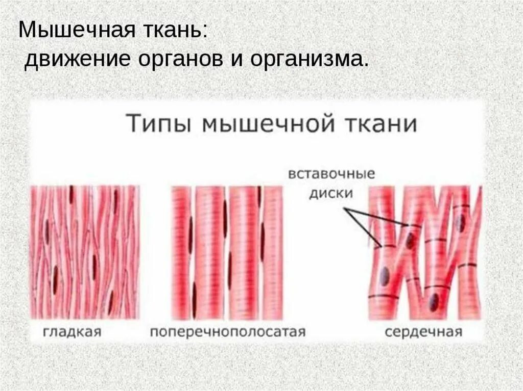 Клетки скелетной поперечно-полосатой мышечной ткани. Скелетная сердечная и гладкая мышечная ткань. Гладкая мышечная ткань Тип ткани. Строение гладкой и поперечно полосатой мышечной ткани. Мышечные ткани какие