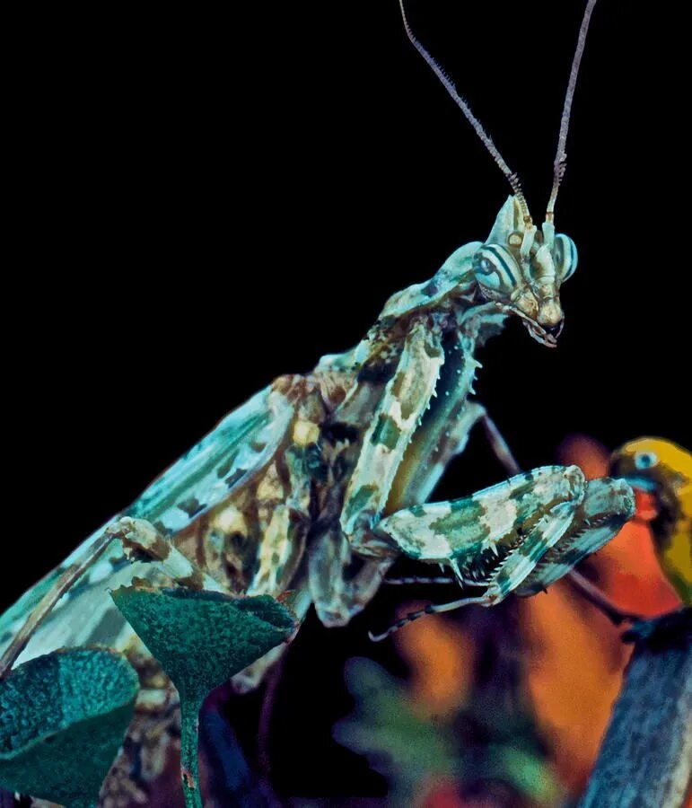 Богомол идоломантис Диаболика. Богомол Phyllocrania paradoxa. Саравакский богомол. Черный богомол