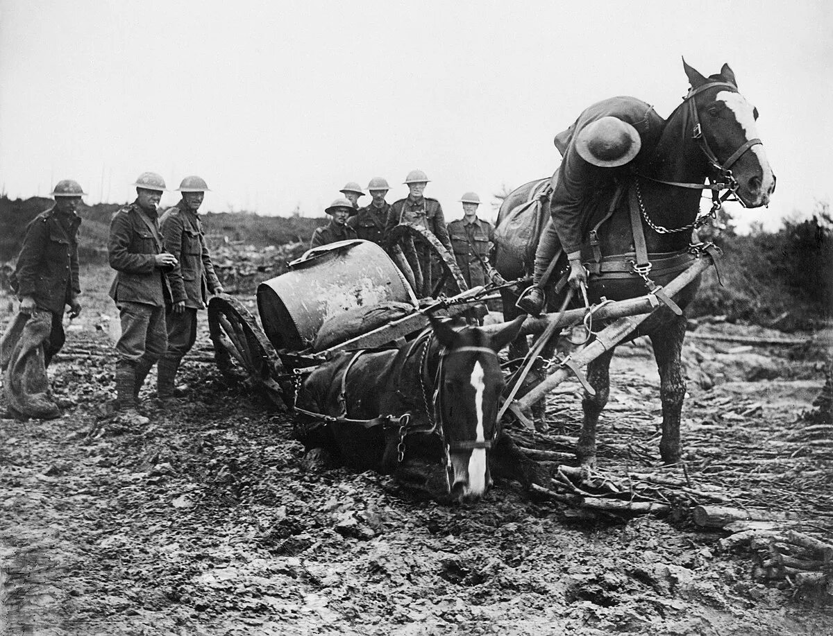 Кто не смог взять себе раненого коня. Лошади в годы войны 1941-1945. Конная артиллерия в Великой Отечественной войне 1941. Лошади на войне. Лошади в Великой Отечественной войне.