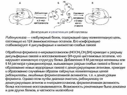 При денатурации ферментов происходит
