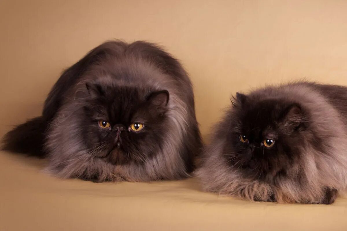 Два перса. Персидская кошка. Персидская кошка абрикосовая. Два перса. Персидский экзот длинношерстный.