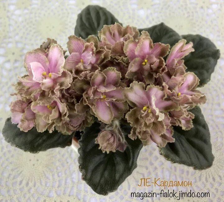 Фиалка ав кардамон. Сорт фиалки кардамон. Ле кардамон. Фиалка ле кардамон. Сорт фиалки кардамон.