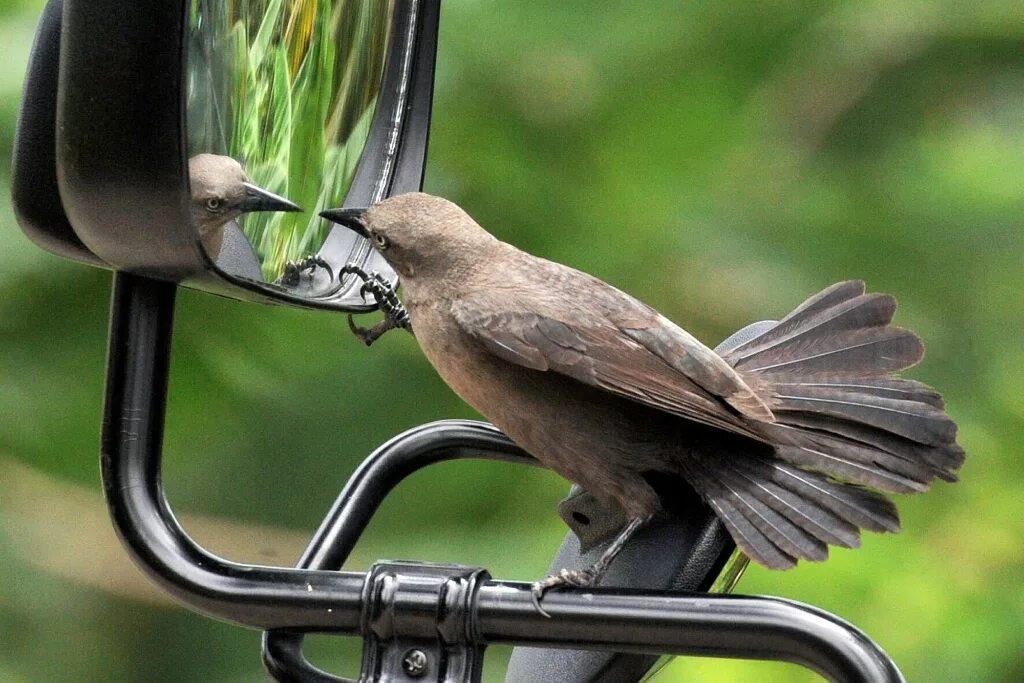 Take bird. Зеркало с птицами. Отражение птицы в зеркале. Зеркальные птицы. Зеркальце у птиц.