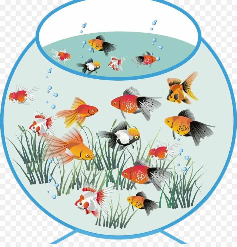 Рыбы детям дошкольного возраста. Аквариум для дошкольников. Рыбки для аквариума. Аквариум с рыбками для детей. Рыбы для детей дошкольного возраста.