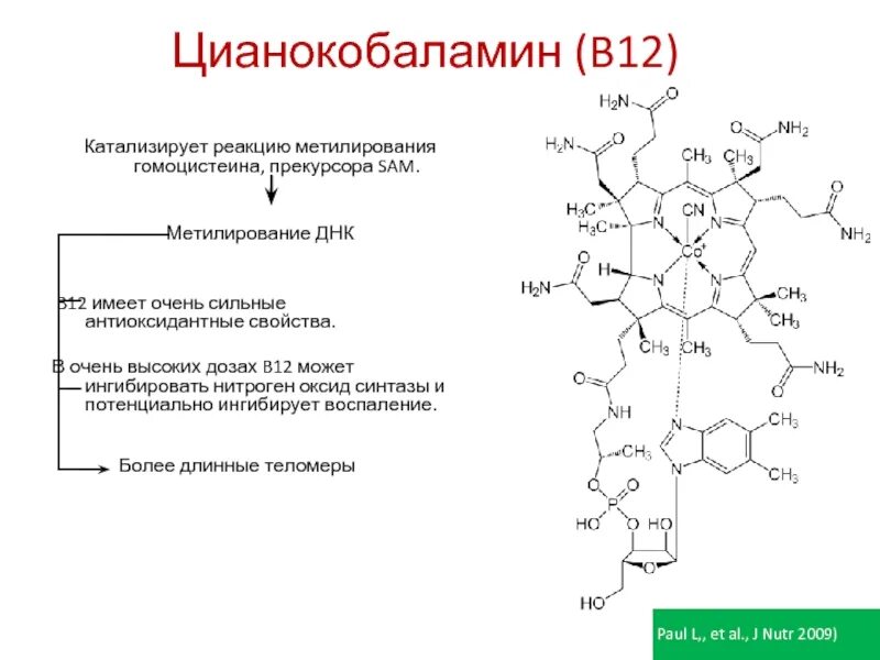 Цианокобаламин механизм действия фармакология. Цианокобаламин механизм действия. Цианокобаламин механизм действия. Цианокобаламин фармакокинетика. Гиперхромная анемия препараты.