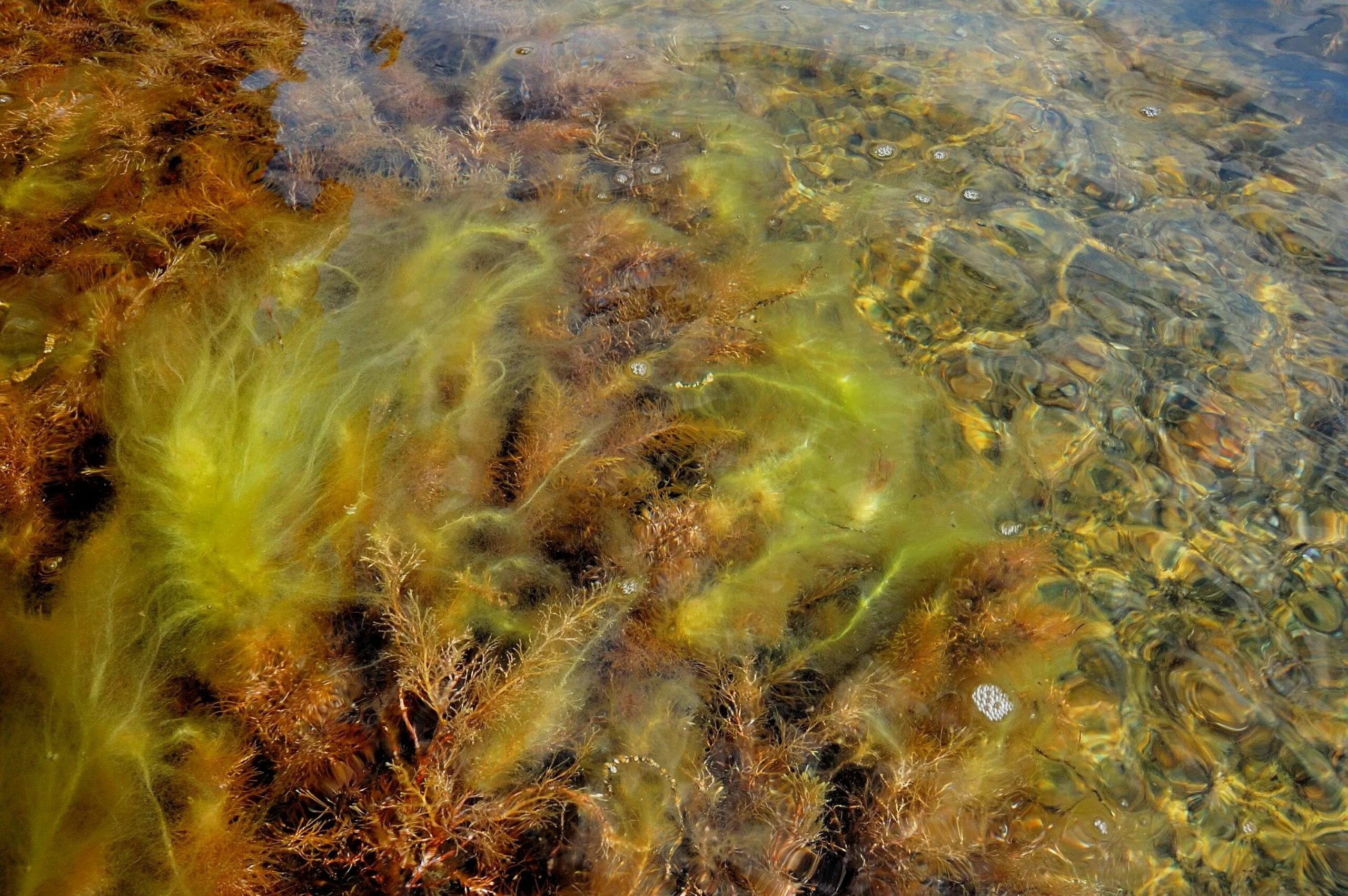 Запах водорослей. Энтероморфа водоросль. Черноморская энтероморфа. Лауренсия водоросль чёрное море. Бурые водоросли черного моря.