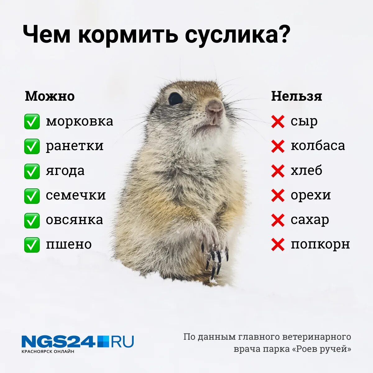 Суслик может не есть и не пить. Суслик. чем кормить суслика. чем можно кормить сусликов на острове татышева. что можно сусликам.