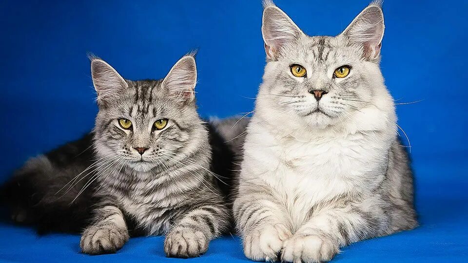 Кошки породы фото и названия цены Пять самых красивых кошек МанкиБлог Дзен