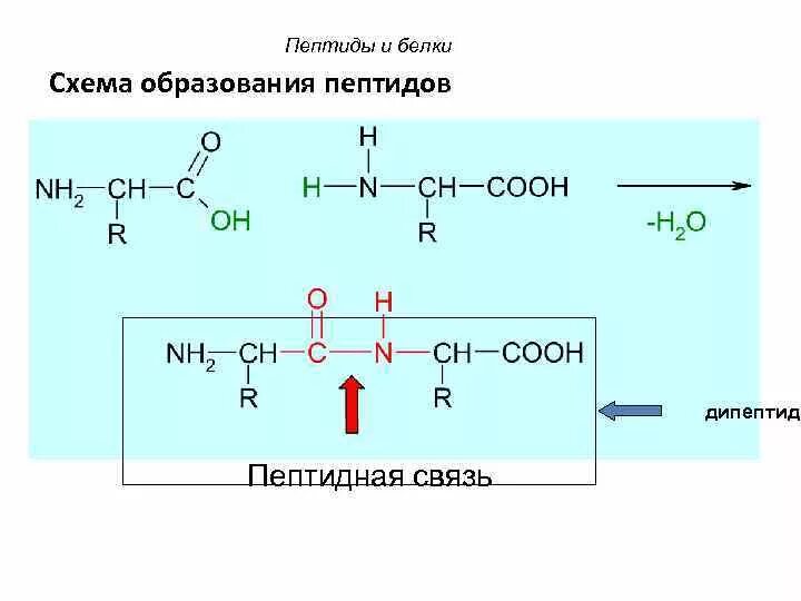 Образование белков