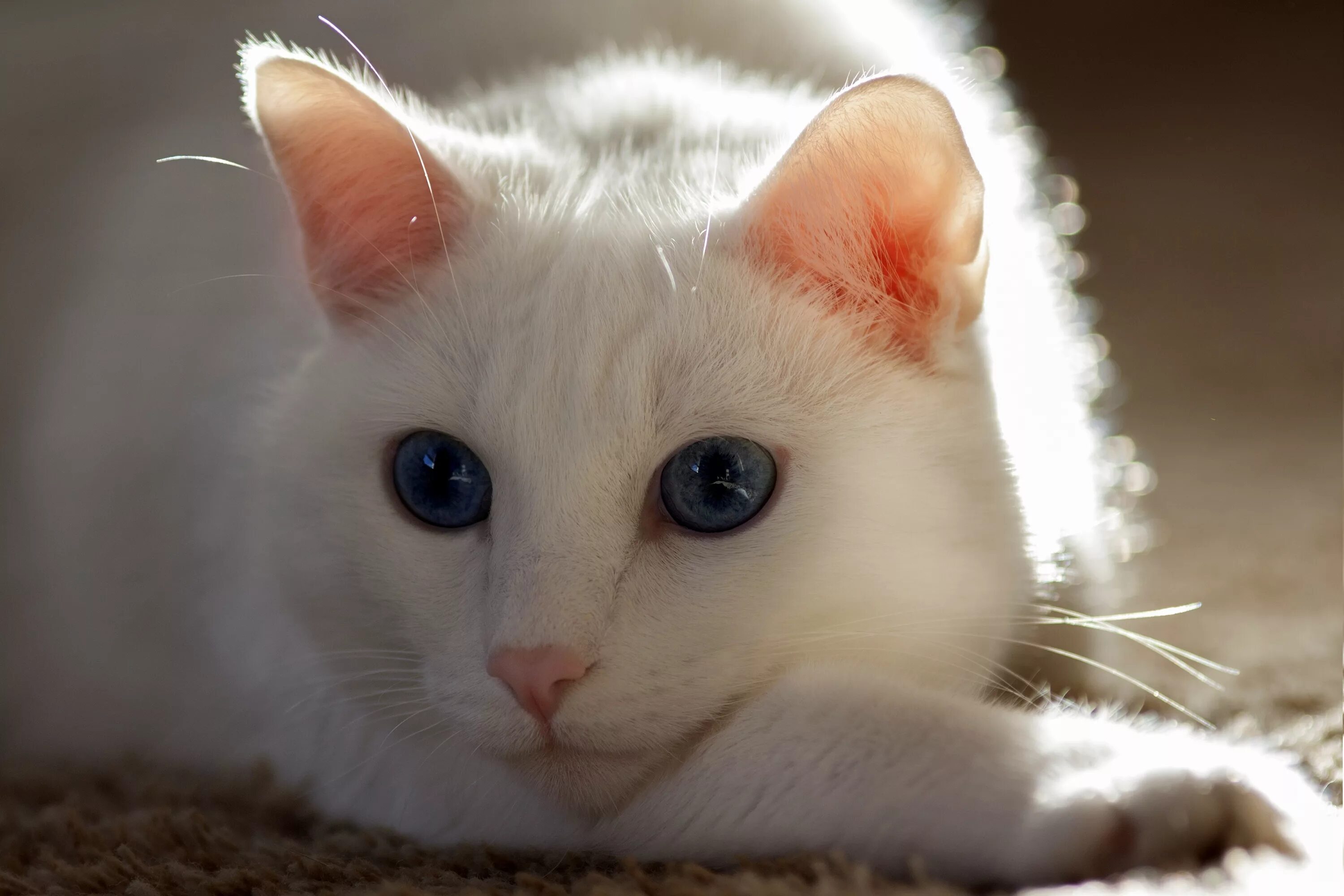 Белые кошечки картинки. Красивые кошки. Кошка белая. Belaya Koshka s golubimi glazami. Белая кошка с голубыми глазами.