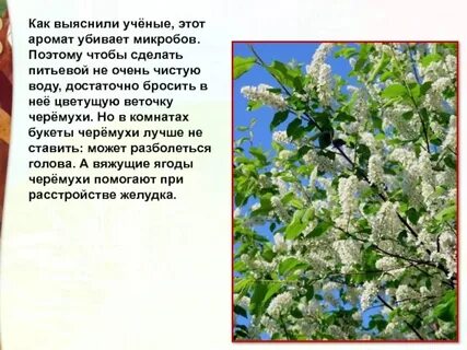 Почему холодно когда цветет черемуха научное объяснение