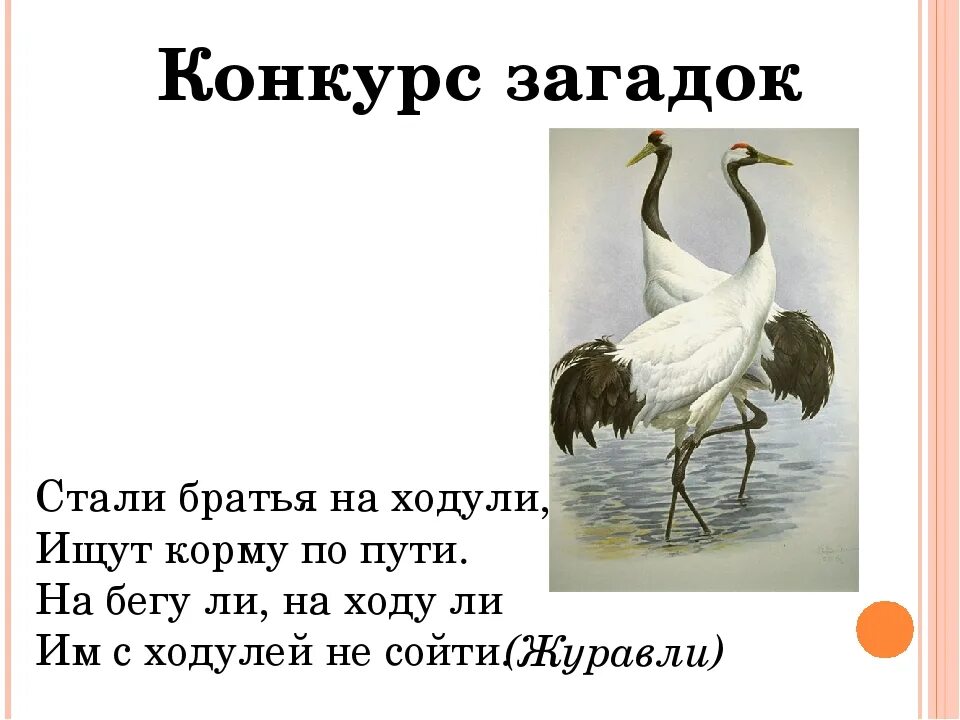 Загадка про журавля. Загадка про журавля для детей. Загадка про журавля для дошкольников. Загадка про стерха. Гусь и журавль 1 класс литературное чтение