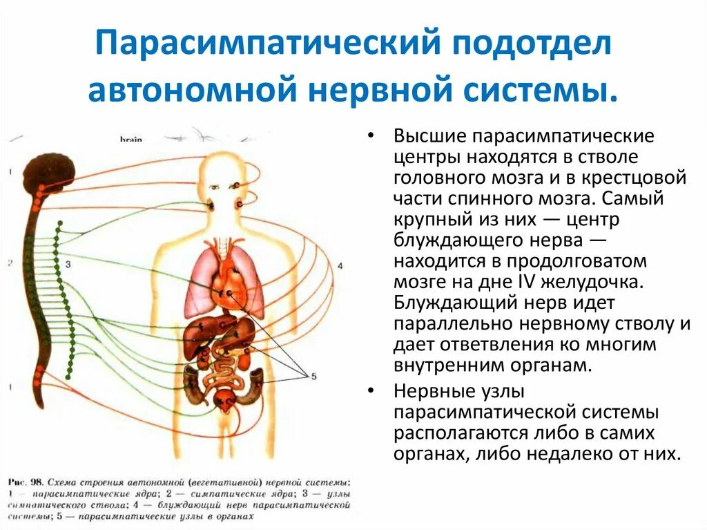 Симпатический подотдел автономного отдела нервной системы. Ядра парасимпатической вегетативной нервной системы. Автономный вегетативный отдел нервной системы 8 класс. Симпатическая и парасимпатическая нервная система. Строение автономной нервной системы.