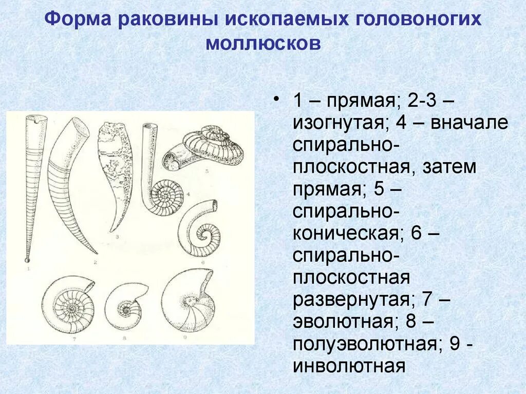 Форма раковины головоногих. Форма раковины головоногих моллюсков. Форма раковины класс головоногие. Эволютная раковин моллюсков.