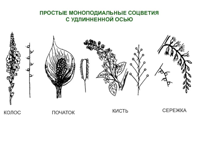 Простой початок. Моноподиальные соцветия. Простые моноподиальные соцветия. Соцветие початок. Простое соцветие кисть.