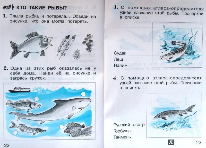 Кто такие рыбы 1 класс окружающий мир