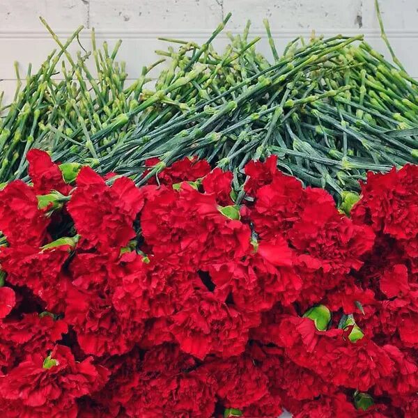 51 красная гвоздика - купить в Москве по цене 6390 р - Magic Flower
