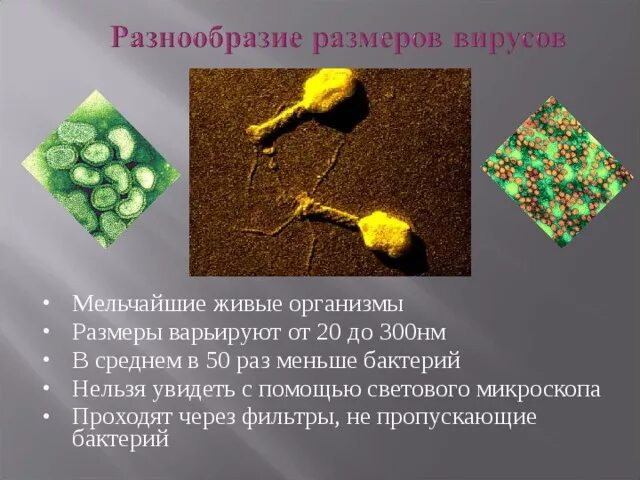 Мельчайшие живые организмы. Мелкие живые быстро делящиеся клетки. 1 На нанометр в 1000 раз меньше бактерий.