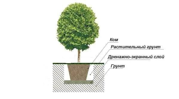 Закрытая корневая система посадка. Схема посадки саженцев кустарников. Схема посадки саженцев с закрытой корневой системой. Схема посадки крупномеров. Схема посадки кустарников с комом земли.