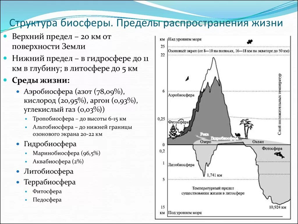 Биосфера структура и границы биосферы. Биосфера состав и строение. Биосфера границы биосферы таблица. Структура вещество границы биосферы. Структура биосферы 9 класс биология