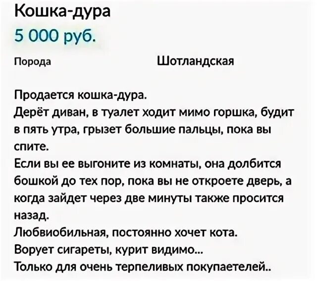 Кошкамдура. Продается кошка объявление. Кошка ДЕБИЛКА. Продаю кошку объявление. Продается кошка отзывы