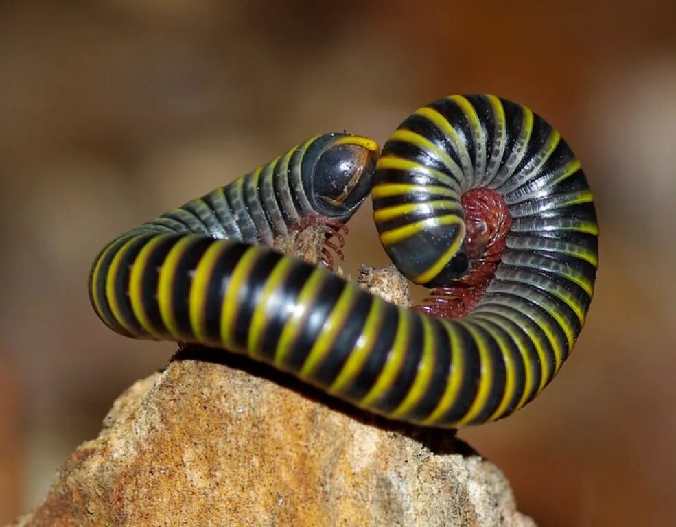 Сороконожка кивсяк. Кивсяк. Мадагаскарский кивсяк. Кивсяк обыкновенный. Гигантский африканский кивсяк.