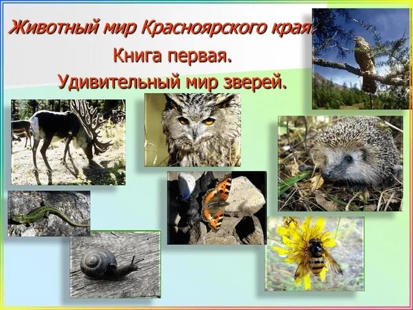 Какие животные красноярского края нуждаются в охране. Разнообразия животных красноярского края. Животное красной книги красноярского края. Название животных красноярского края. Редкие животные красноярского края из красной книги.