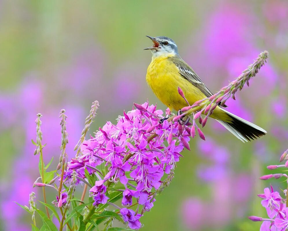 птицы поют. лесные птицы. соловей птичка певчая. певчие птицы соловей лесной. птица варакушка пение.