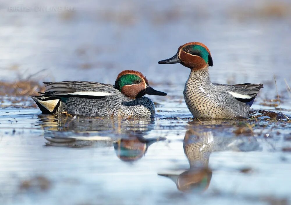 Чирок-свистунок. Чирок-свистунок. Чирок свистунок гнездо. Чирок-свистунок. Птица чирок свистунок.