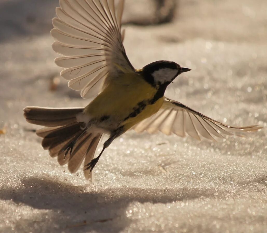 лазоревка взлетает. синица падает. птичка синичка. синица падает. голодная синичка.