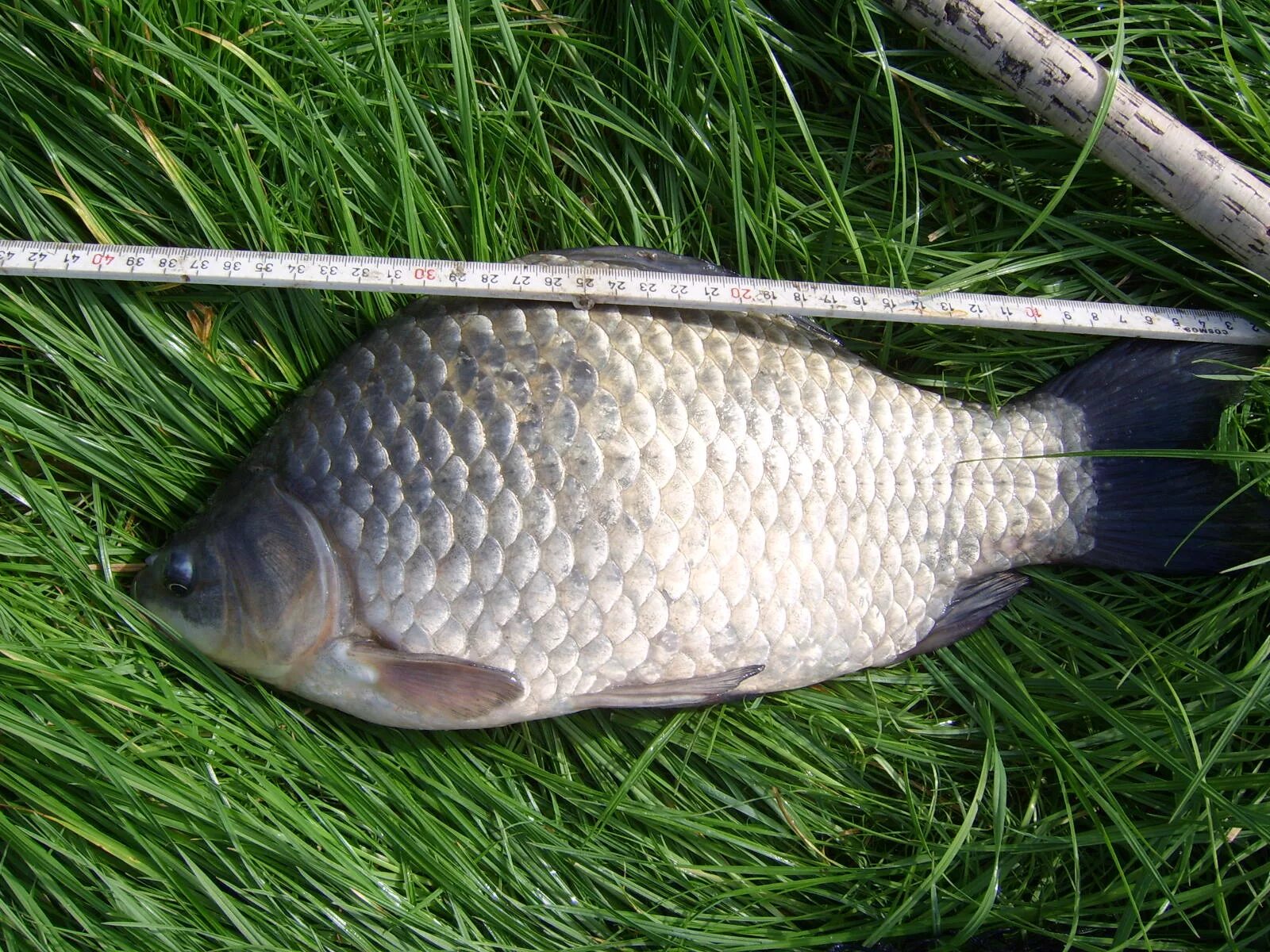 Carassius auratus серебряный карась. Серебряный карась (Carassius gibelio). Карась обыкновенный Carassius Carassius. Карась серебристый Речной.