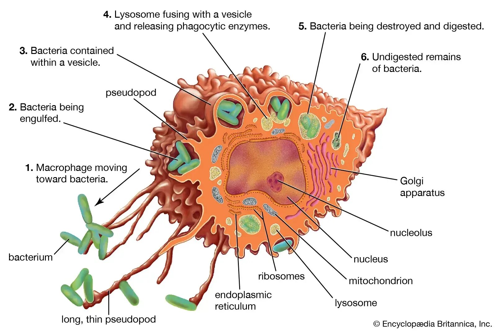 Макрофаги механизмы. Macrophage structure. Клетки системы мононуклеарных фагоцитов. Физиология клеток и организмов. Макрофаги структура и функции.