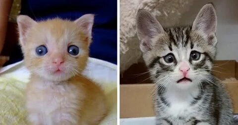 Коты переживают