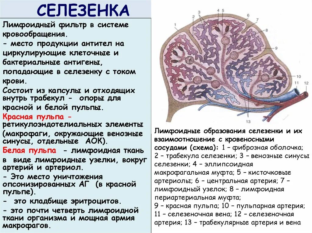 Для селезенки характерно