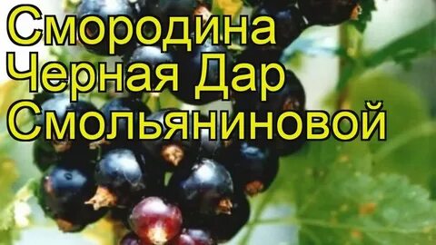 Рингтон смородина