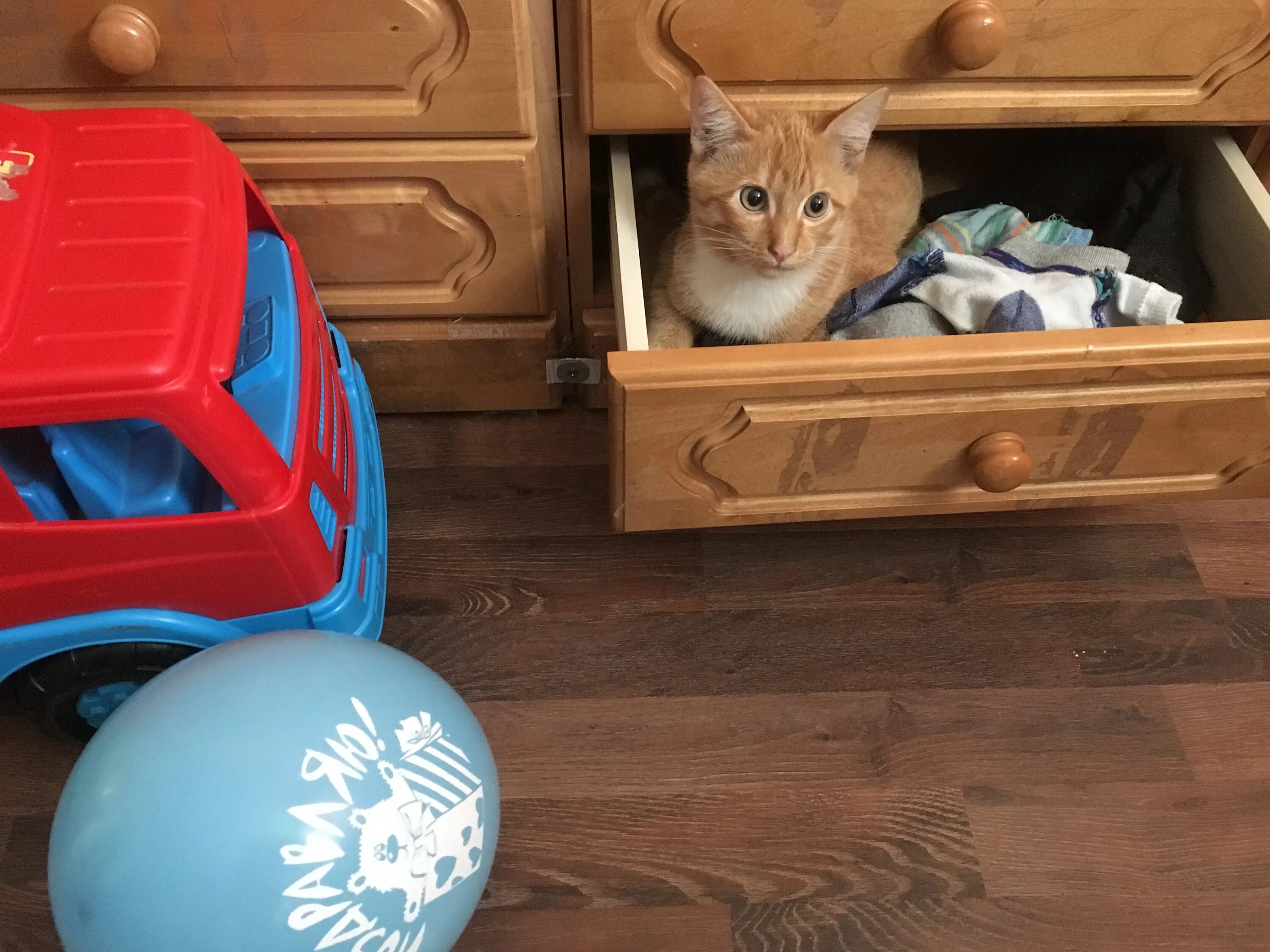 Кошка на шкафу. Кошка в ящике. Котик в шкафу. Кот прячется в шкафу. Песня кошки кошки на шкафах
