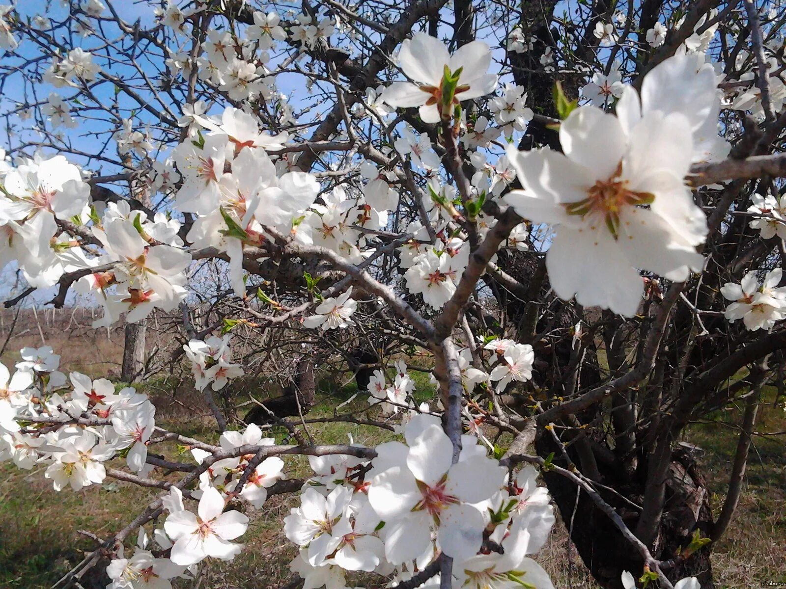 Что зацветает в апреле. Цветение миндаля в Крыму. Дерево миндаль в Крыму. Миндаль цветет в Крыму. Миндаль Ялтинский цветение.