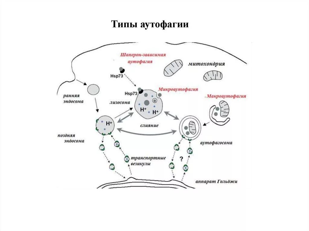 Аутофагия это простыми словами. Аутофагия клетки. Шаперон зависимая аутофагия механизм. Аутофагический цикл лизосом. Аутофагия клетки схема.