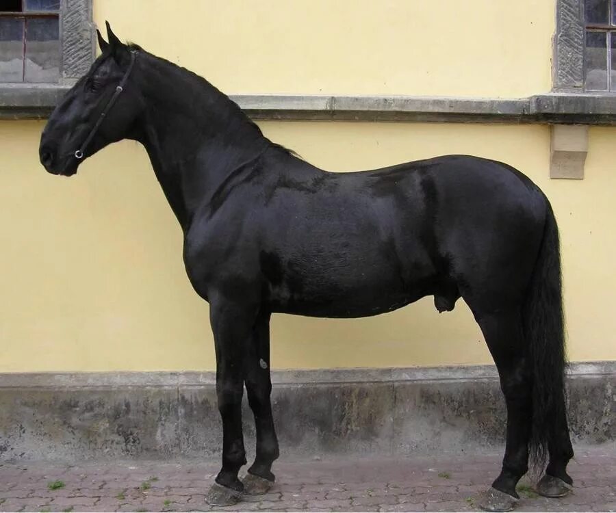 Кладрубская лошадь. Кладрубская порода лошадей. Кладрубская лошадь экстерьер. Чешская порода лошадей старокладрубская. Вороная кладрубская лошадь.