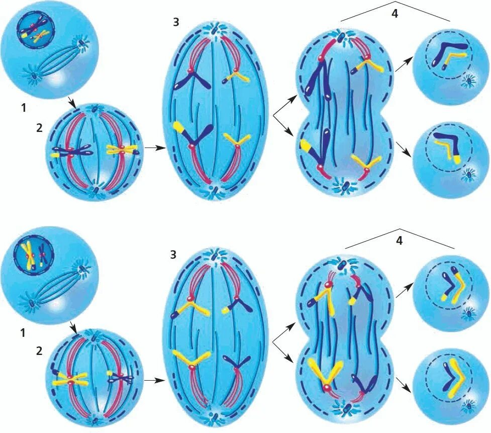 Митоз и мейоз 6 класс биология. Схема деление клетки 6 класс биология. Деление клетки митоз и мейоз 6 класс. Деление клетки митоз 6 класс. 6 фаз деления клетки