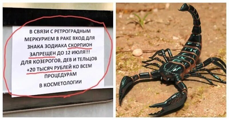 Скорпион прикол картинки. Смешной скорпион. приколы про скорпионов. юмор про скорпионов. шутки про скорпионов.