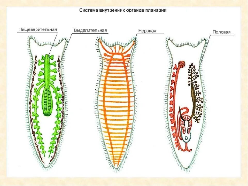Внутреннее строение плоских. Ресничные черви пищеварительная система. Пищеварительная система белой планарии. Пищеварительная система плоских червей. Нервная система планврр белой.